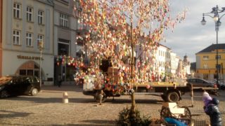 Kraslicovník hranický na náměstí / fotogalerie / Kraslicovník opět zkrášluje náměstí, foto: Dagmar Holcová