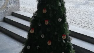 Výstava vánočních stromků / fotogalerie / Střední lesnická škola Hranice, foto: Ivana Žáková