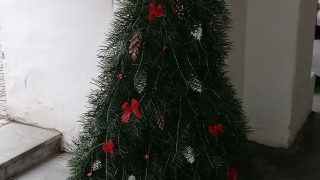 Výstava vánočních stromků / fotogalerie / Střední lesnická škola Hranice, foto: Ivana Žáková