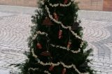 Vánoční stromky zkrášlují horní a dolní podloubí / fotogalerie / Prima školka, foto: Ivana Žáková