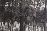 Co jste možná (ne)věděli o hranickém židovském hřbitově / fotogalerie / Původní osazení náhrobků, foto: archiv hranického muzea